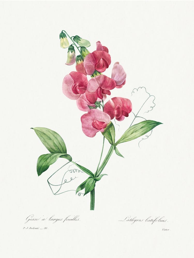 Everlasting Pea, Pierre Joseph Redouté