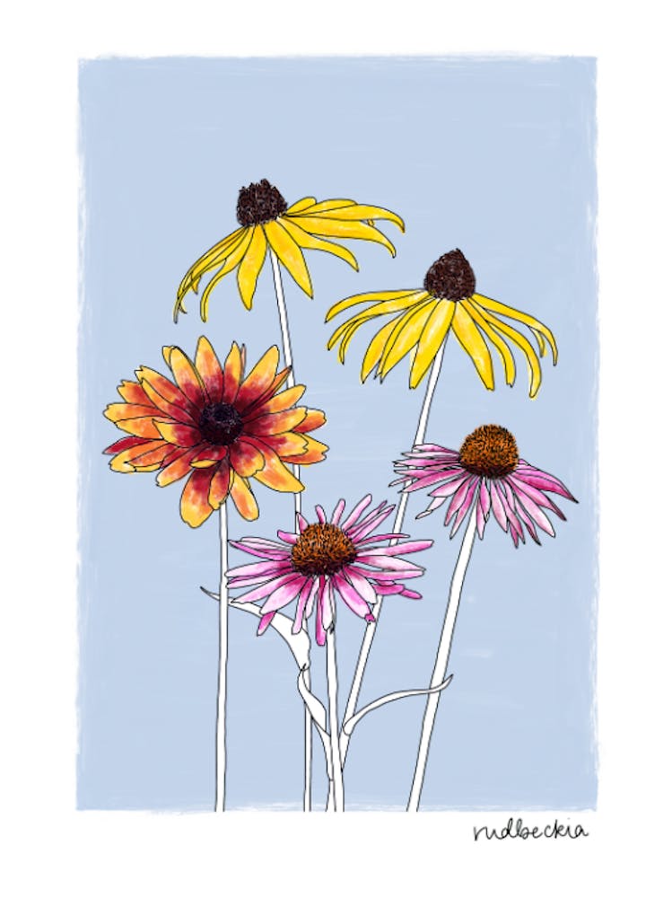 Rudbeckias