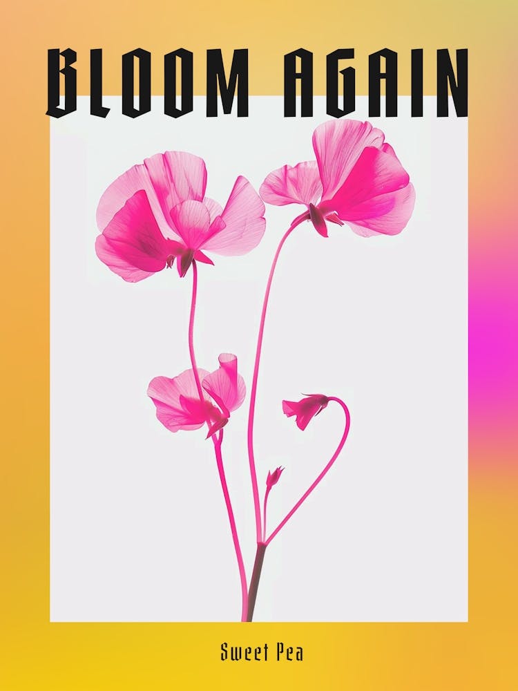 Hot Pink Sweet Pea 2 Poster