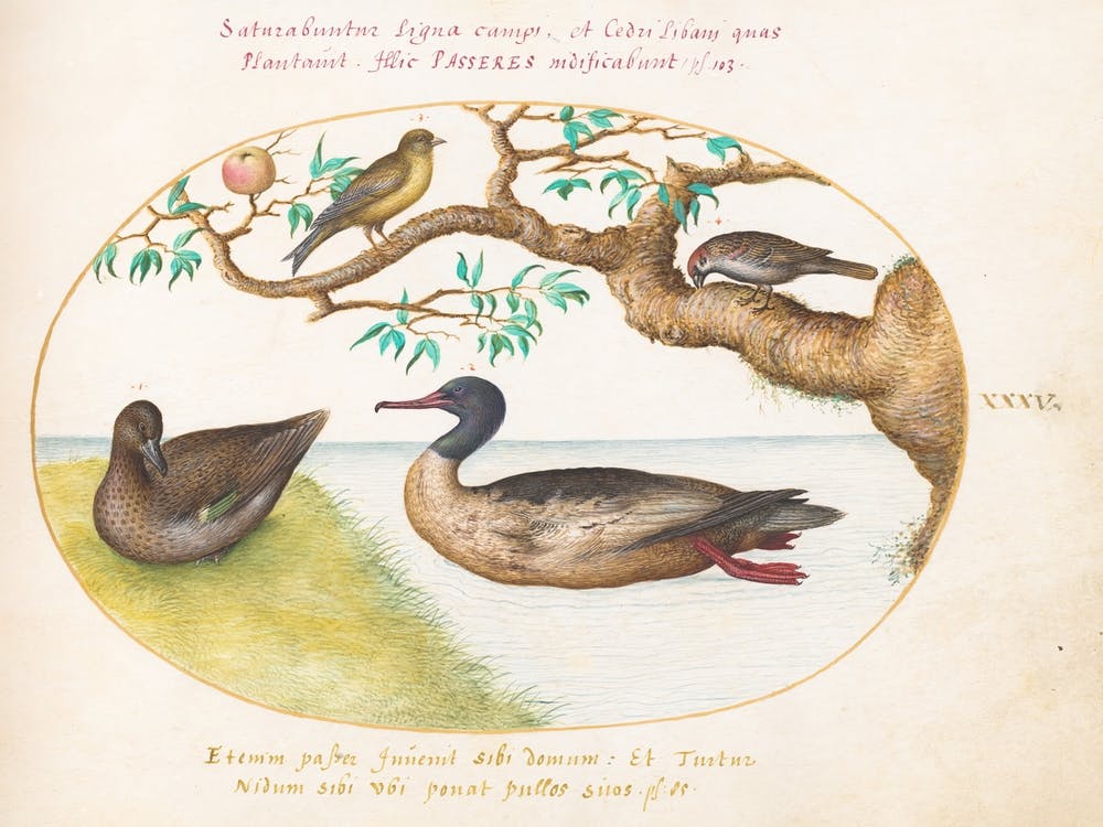 Animalia Volatilia et Amphibia (ca. 1575-1580), Joris Hoefnagel (13)