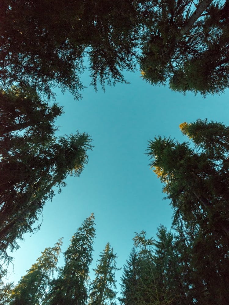 Things Are Looking Up - Redwood National Park