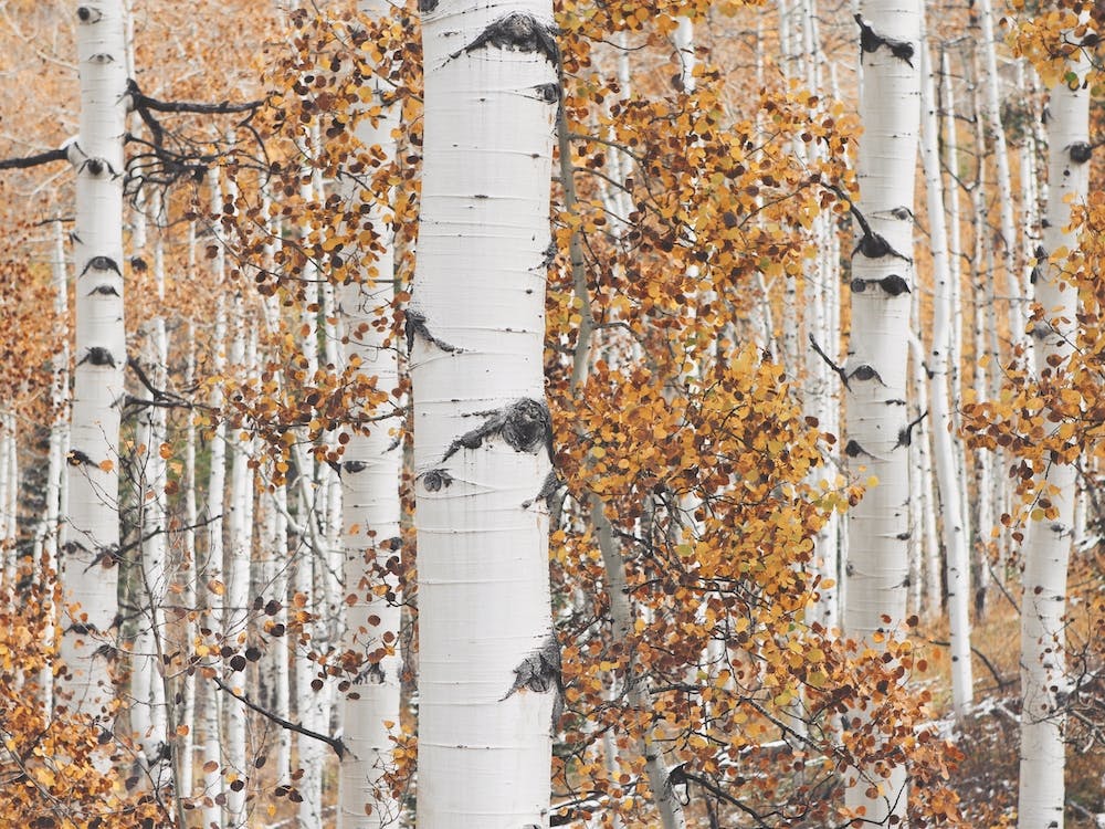 Autumn Birch Trees