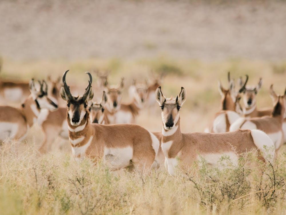 Western Antelope Herd