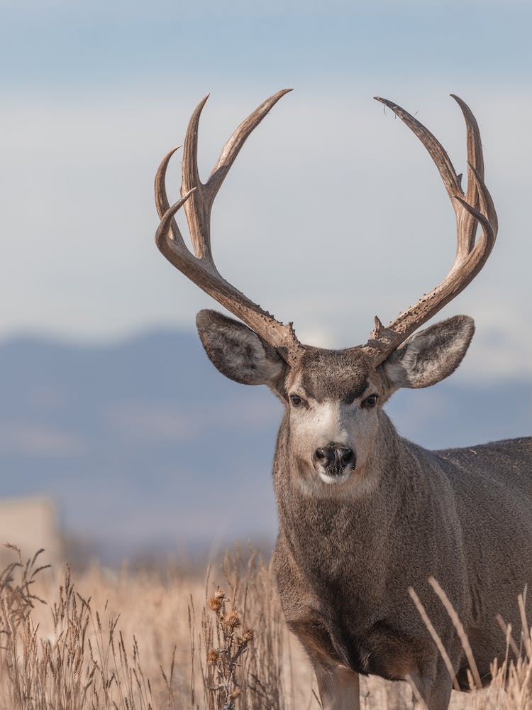 Colorado Maultierhirsch