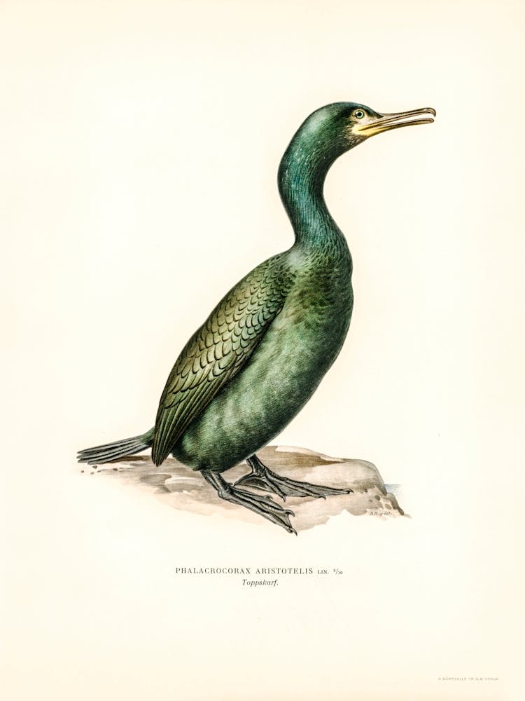 European Shag, The Von Wright Brothers