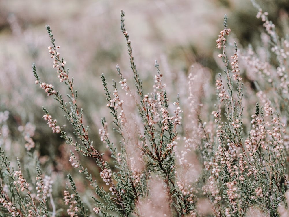 Petites Fleurs d'Arbuste