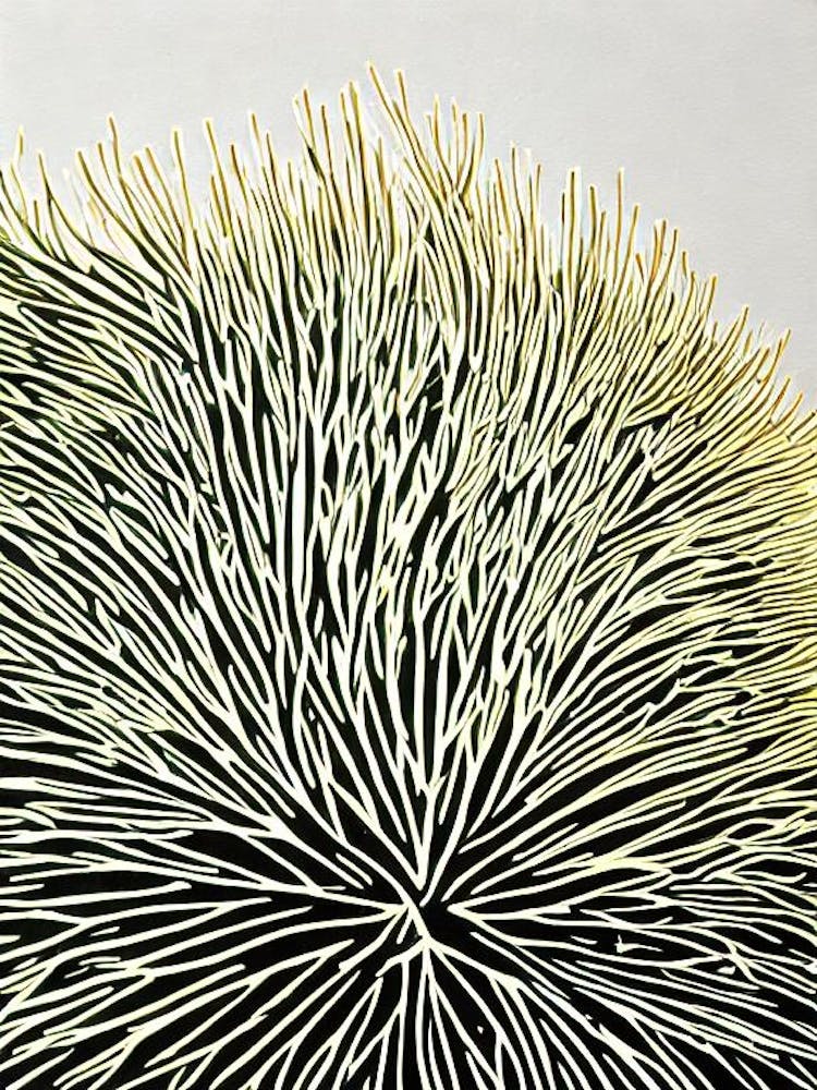 Acropora Yongei Ii Linocut