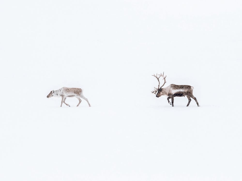 Caribou d'Hiver