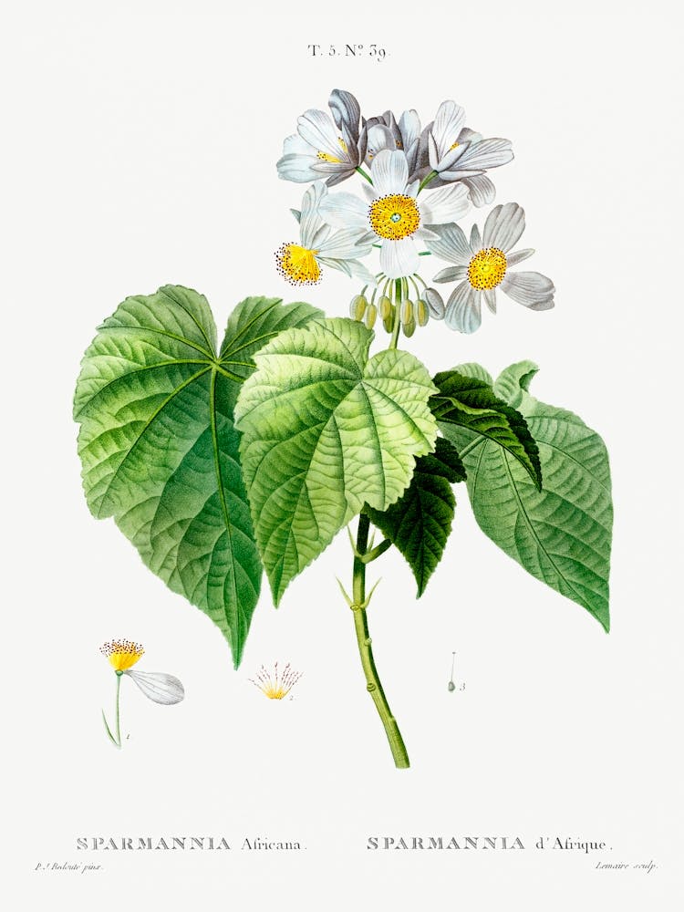 Sparmannia Africana, Pierre Joseph Redoute