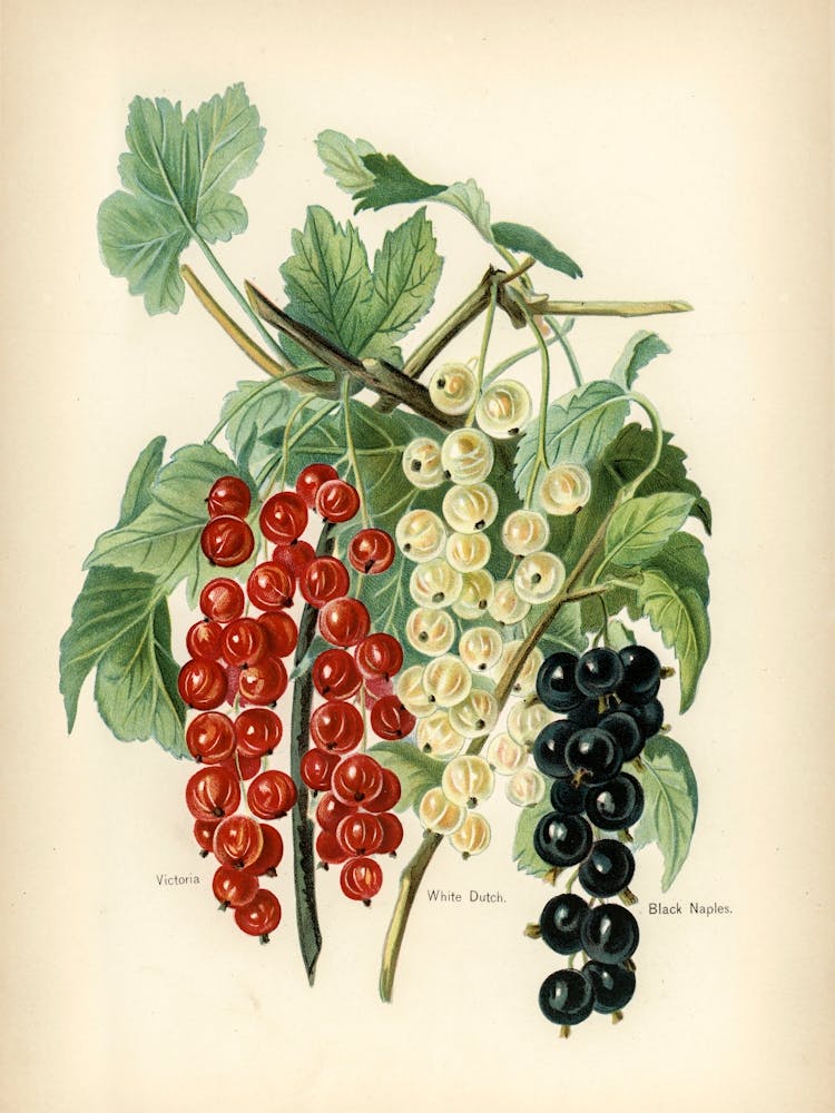 Vintage Illustration Of Black Naples, Victoria, White Dutch, John Wright