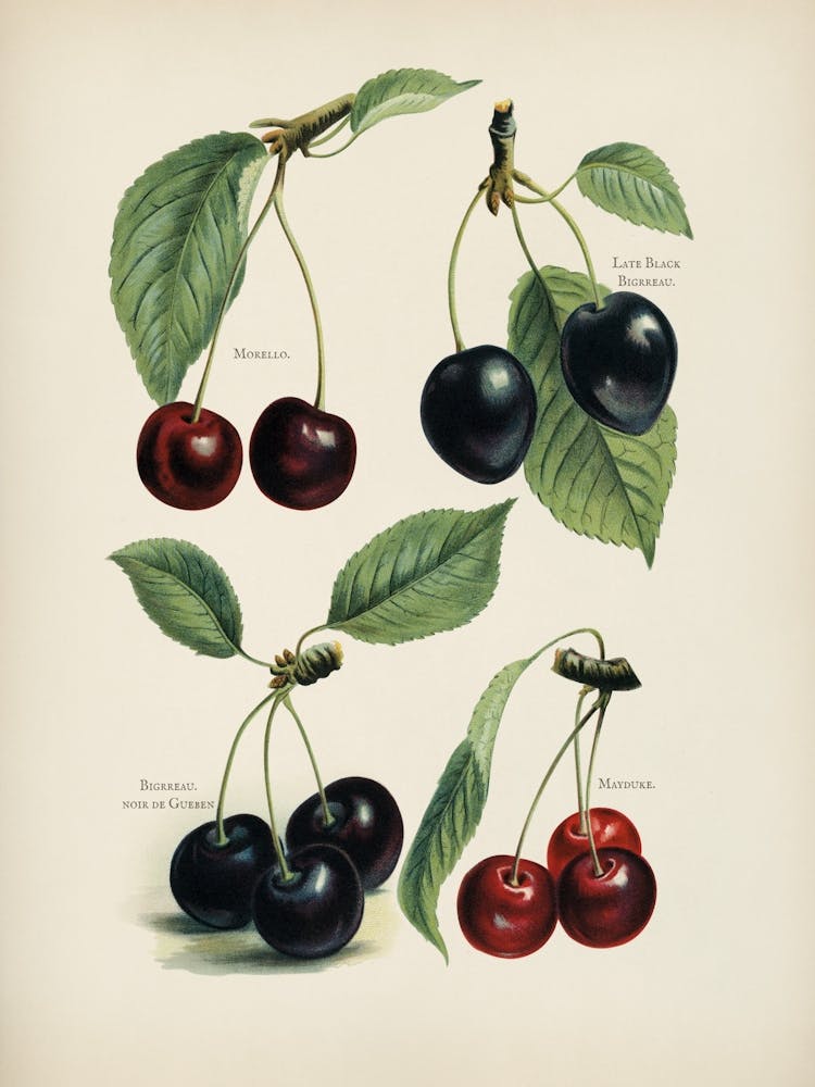 Vintage Illustration Of Cherry By John Wright
