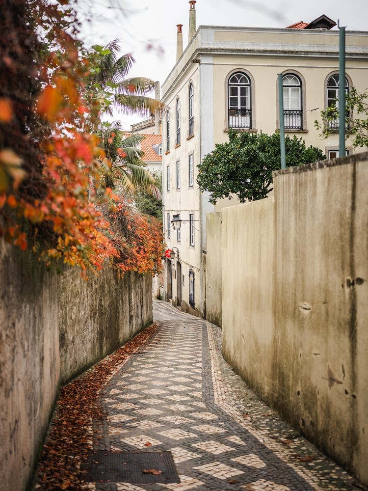 Sintra Autumn Alley Nature Palette