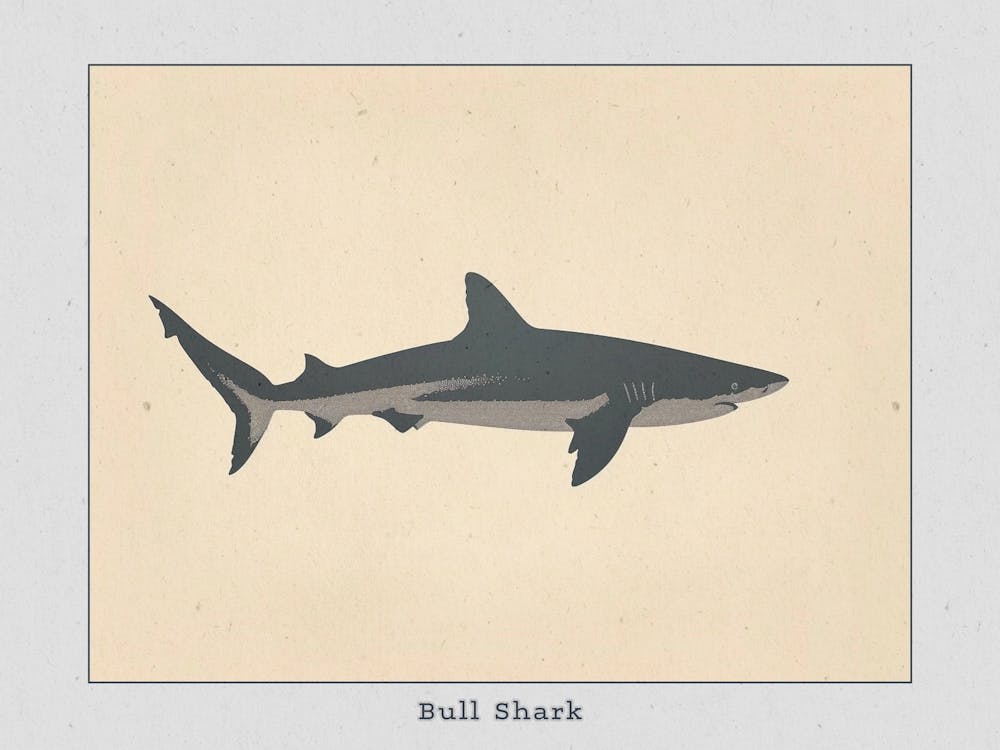Bull Shark Grey Silhouette 6 Poster