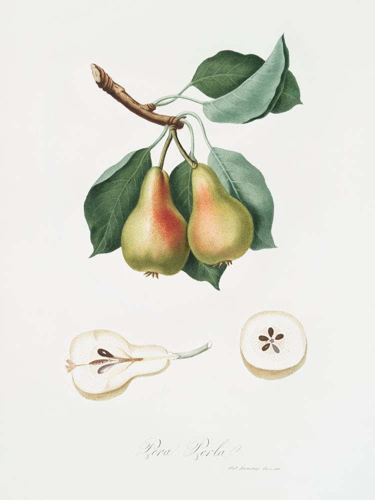 Pear (Pyrus Perla) From Pomona Italiana (1817 1839), Giorgio Gallesio