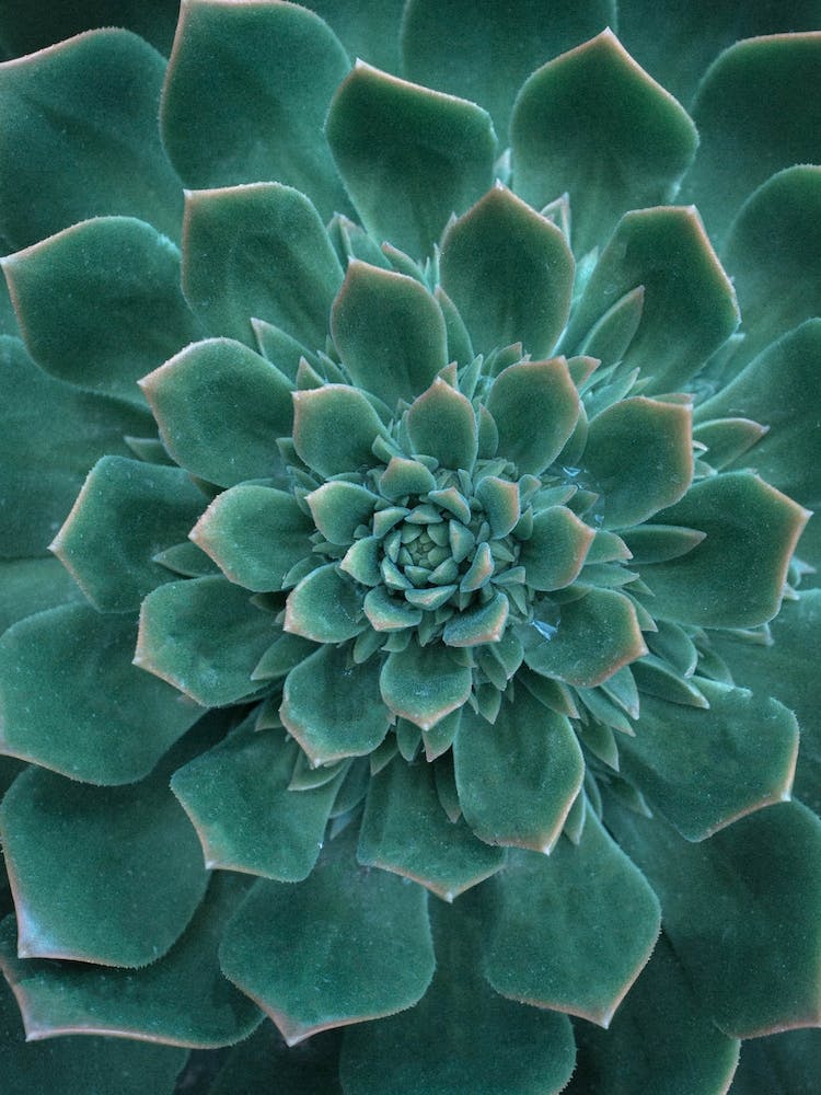 Green Succulent Flower