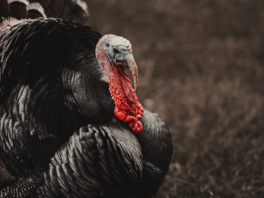 Thanksgiving Turkey