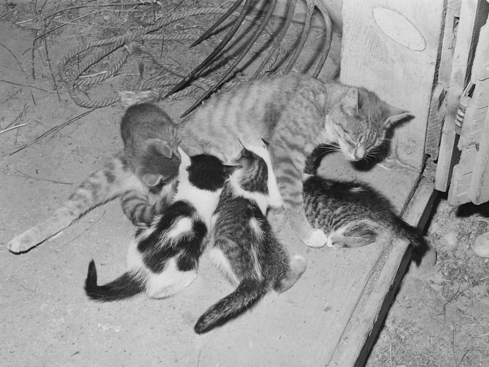 Cat And Her Kittens, Canyon County, Idaho By Russell Lee