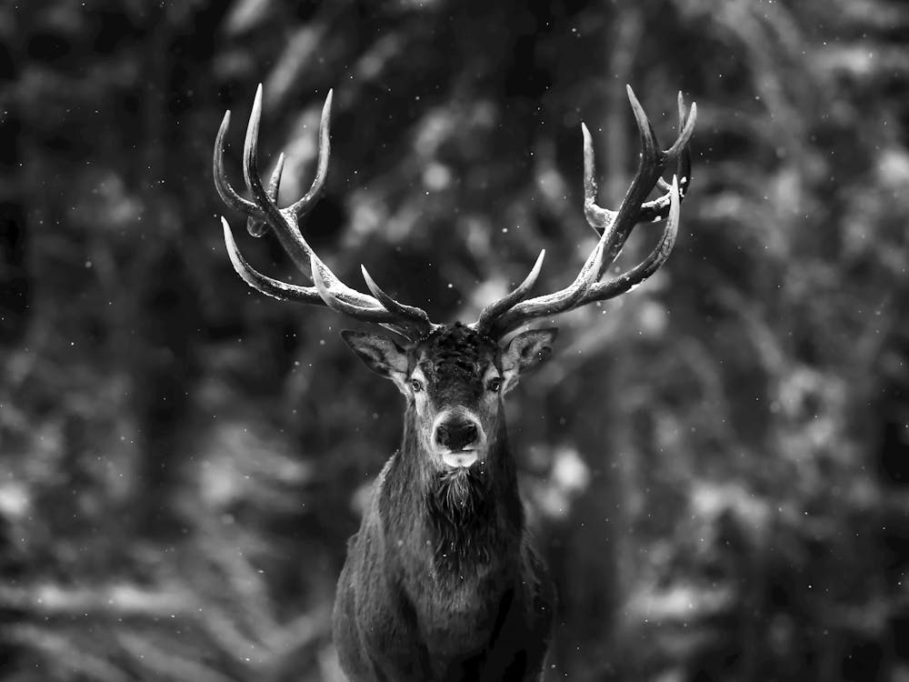Hirsch im Schnee