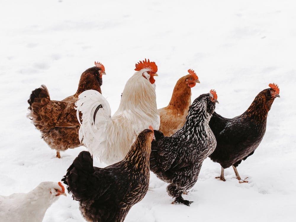 Snowy Hens