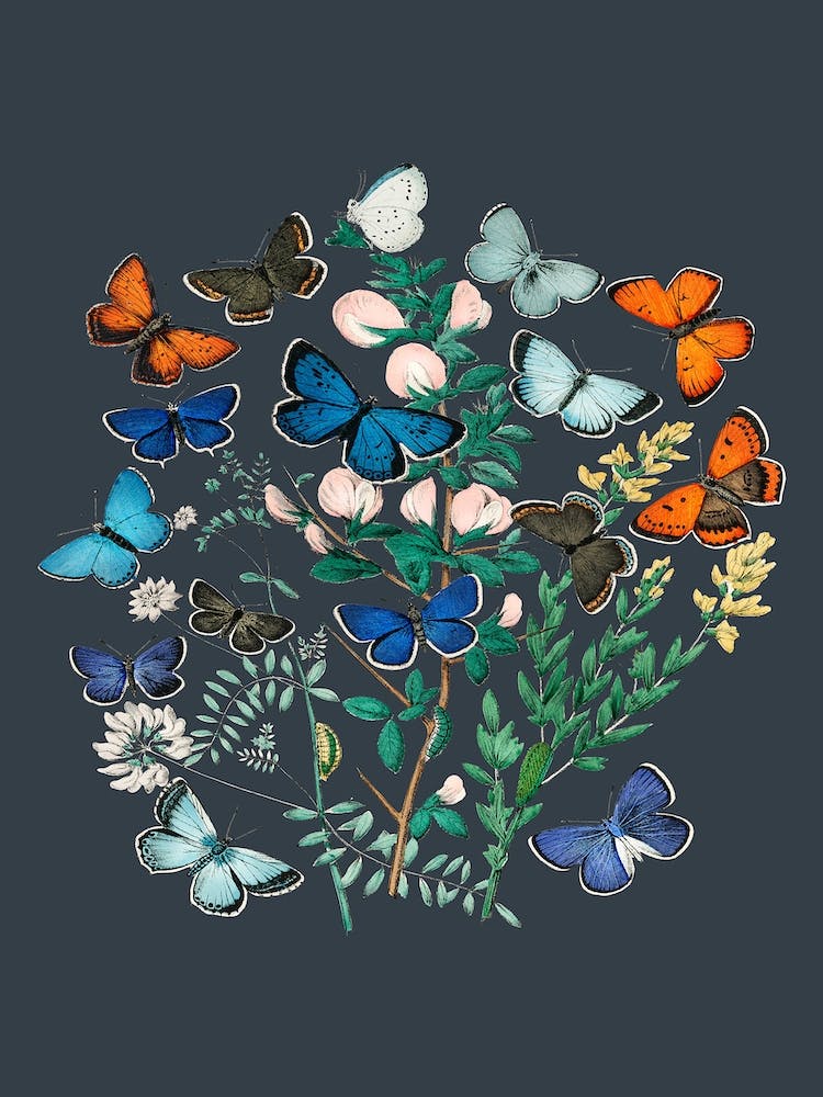 Vintage Flowers Floral Butterfly Illustration Grey