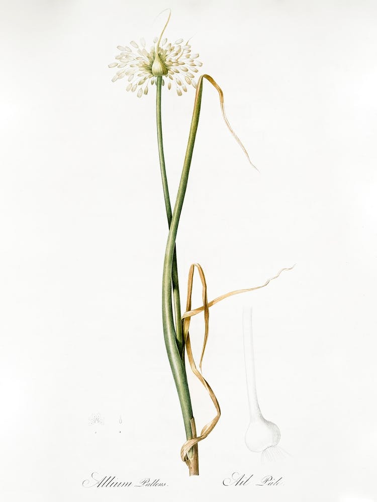 Wild Onion Illustration From Les Liliacées (1805), Pierre Joseph Redoute 1