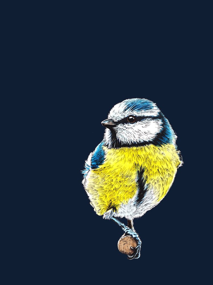 The Blue Tit On Midnight Blue