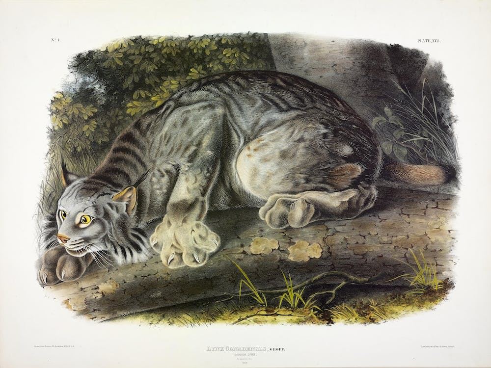 Canada Lynx, John James Audubon