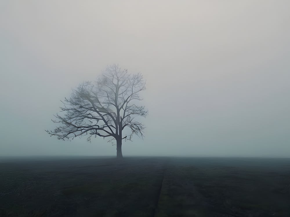 Lone Tree In The Fog