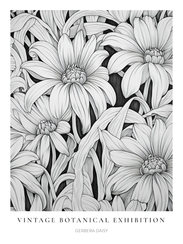 Gerbera Daisy B&W Vintage Botanical Poster