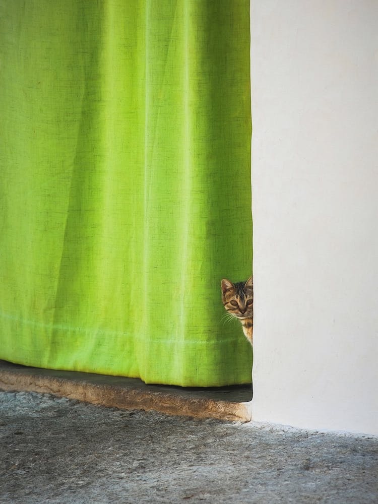 Cat And The Curtain
