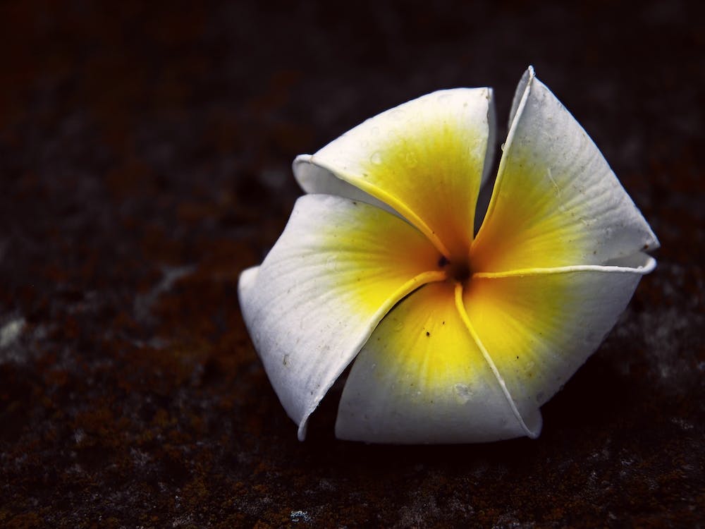 Plumeria