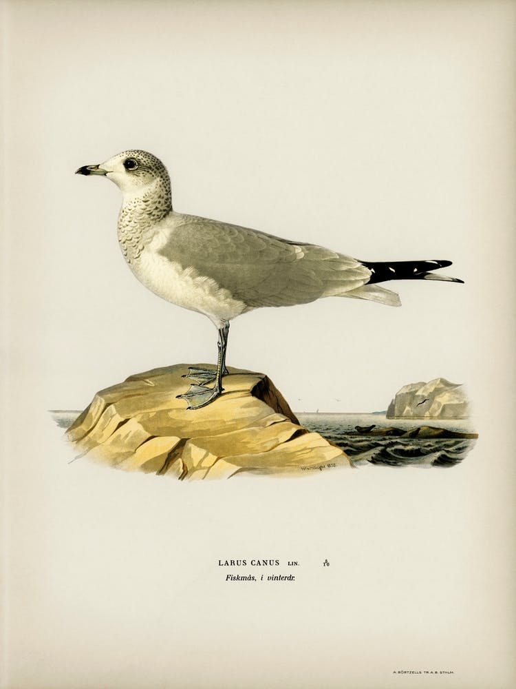 Common Gull, The Von Wright Brothers 1