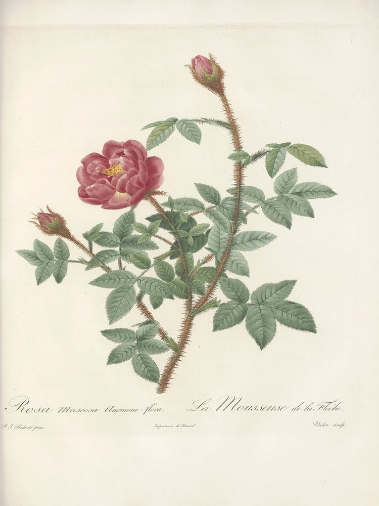 Rose Illustration, Pierre Joseph Redoute(, Pierre Joseph Redoute (145)