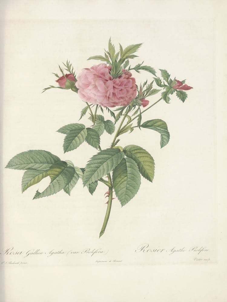 Rose Illustration, Pierre Joseph Redoute, Pierre Joseph Redoute (123)