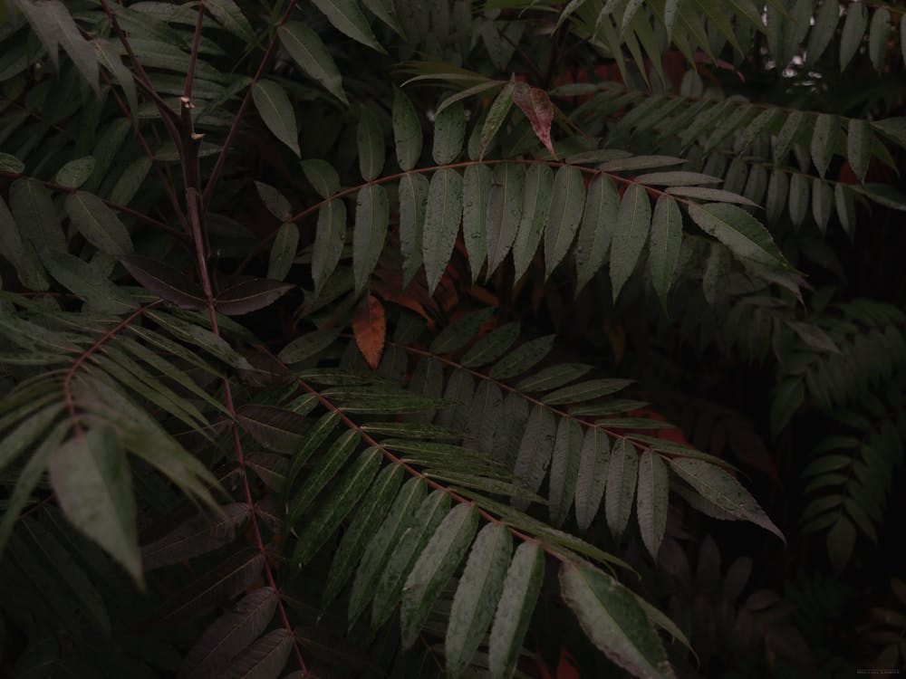 Dark Green Tropical Foliage