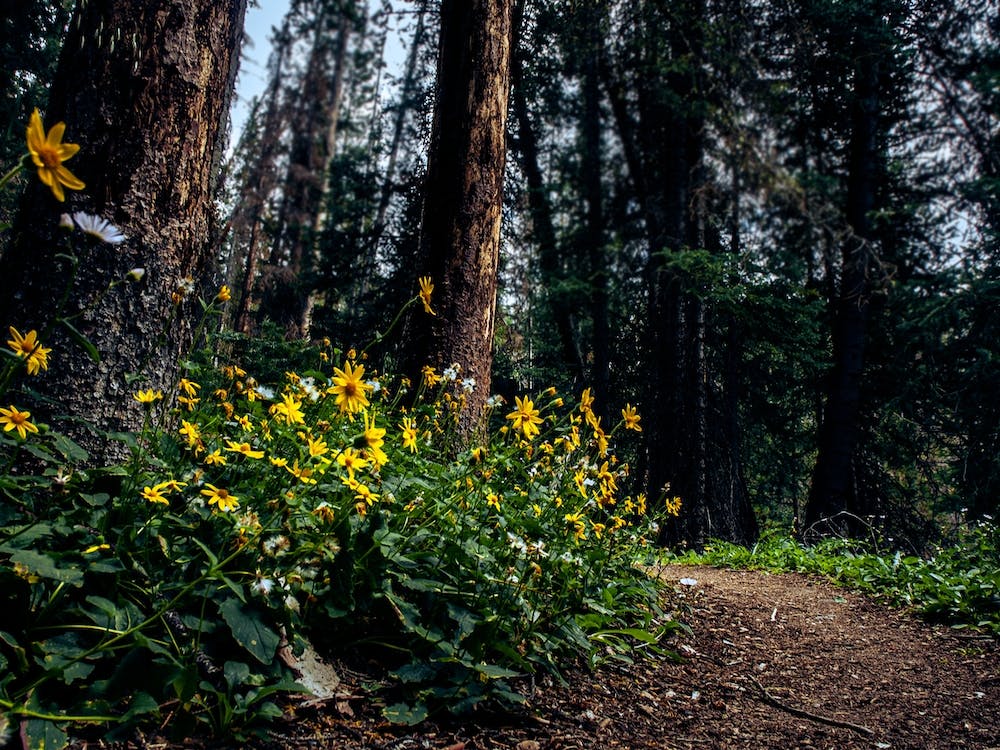 Trail Flowers