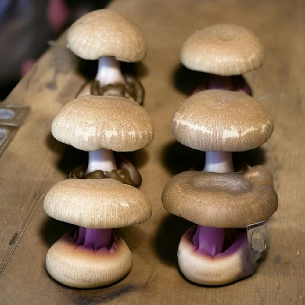 Fungi