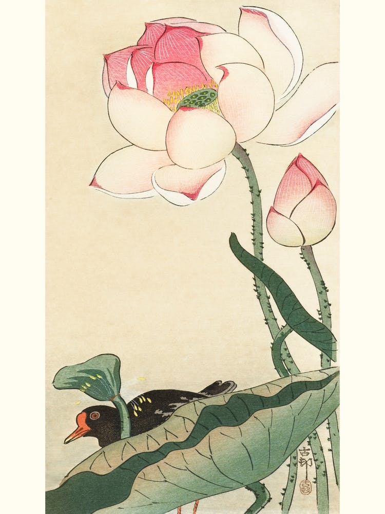 Gallinule With Lotus Flowers (1900 1930), Ohara Koson