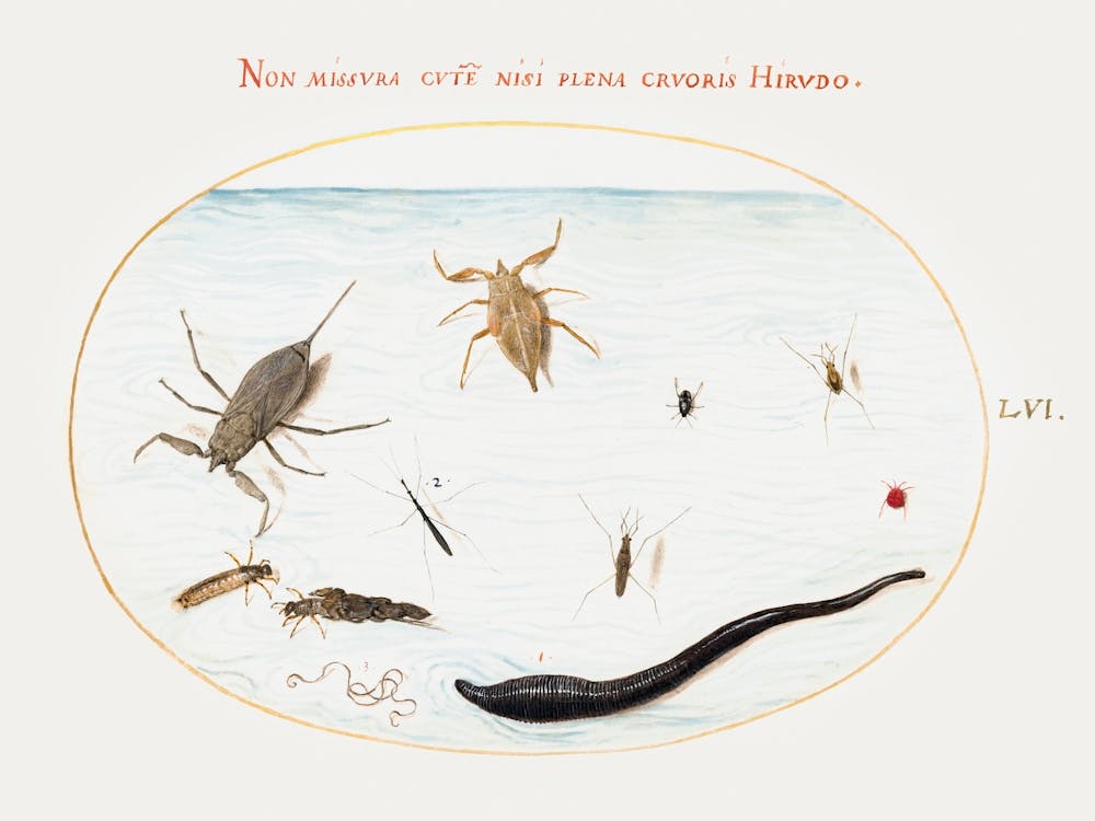 Water Scorpion, Water Measurer, Pond Skater, Red Water Mite, Leech And Other Water Insects, Joris Hoefnagel