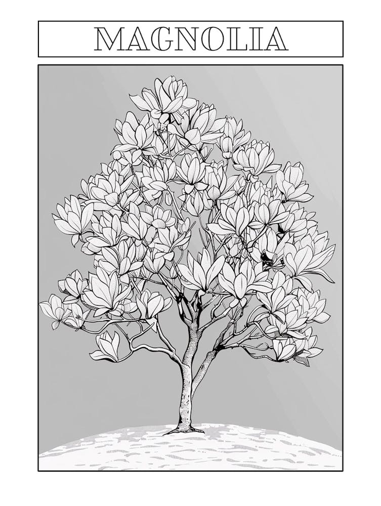 Magnolia Tree Minimalistic Drawing 4 Poster