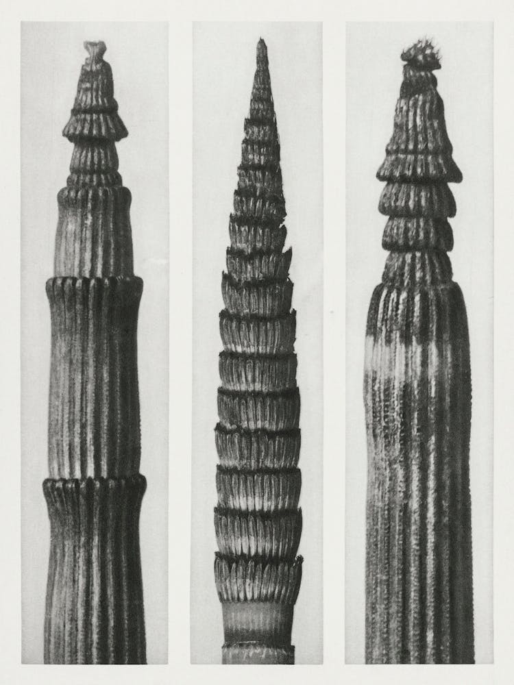 Winter Horsetail And Fox Tailed Asparagus (1928), Karl Blossfeldt