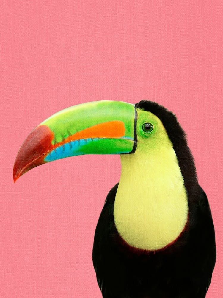 Toucan Bird In Pink