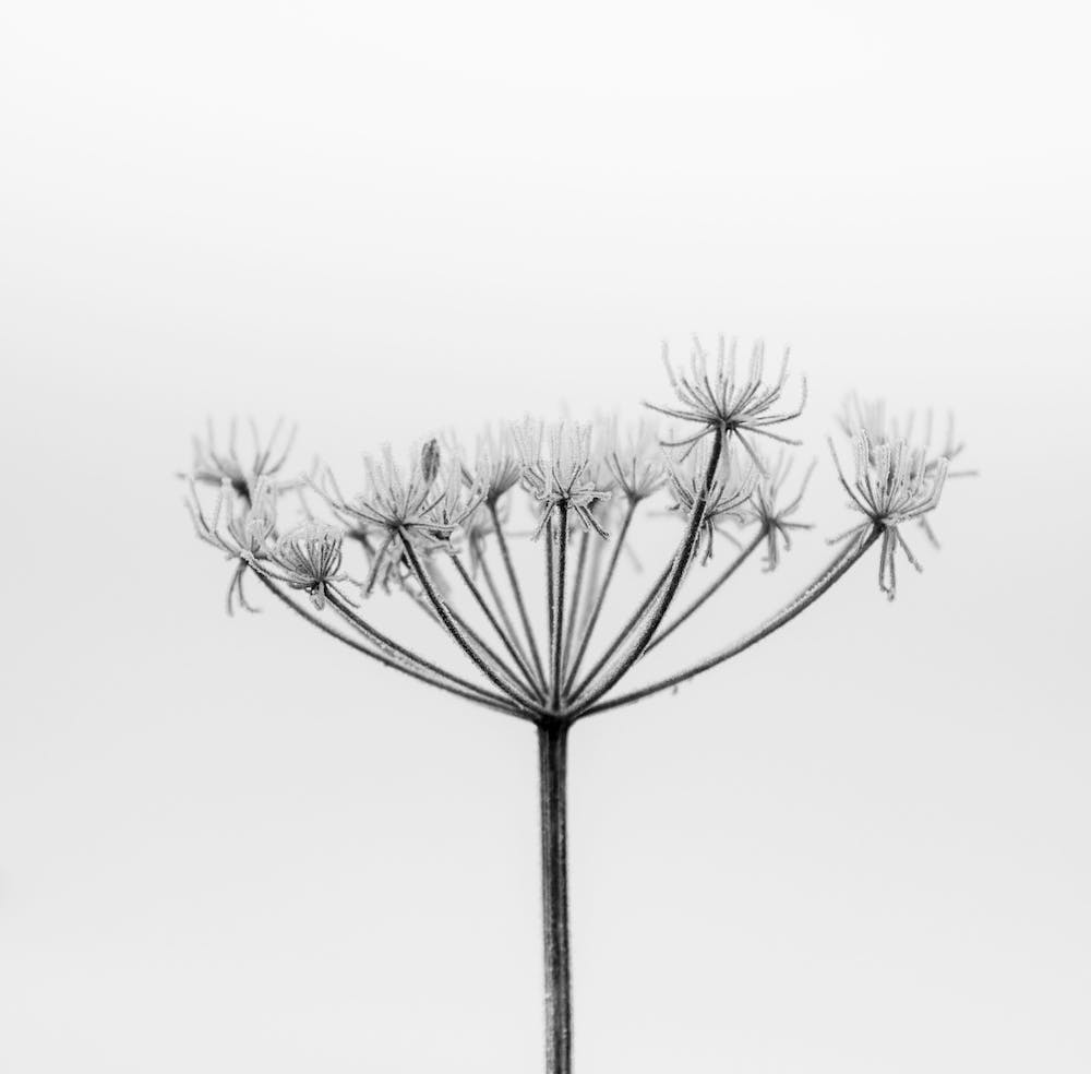 Frosted Seed Head Square