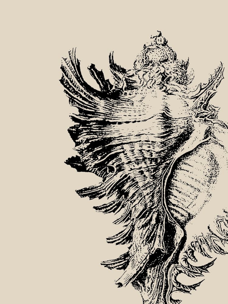 Seashell in Black, Beach Decor, Minimalist Coastal Art