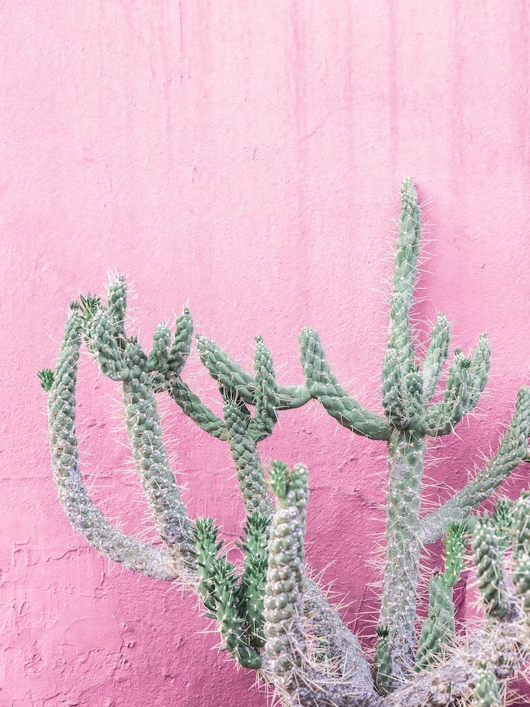 Cactus At La Muralla