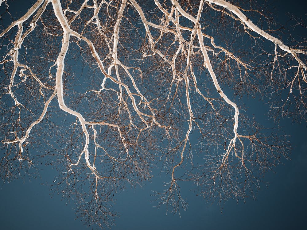 Frozen Trees