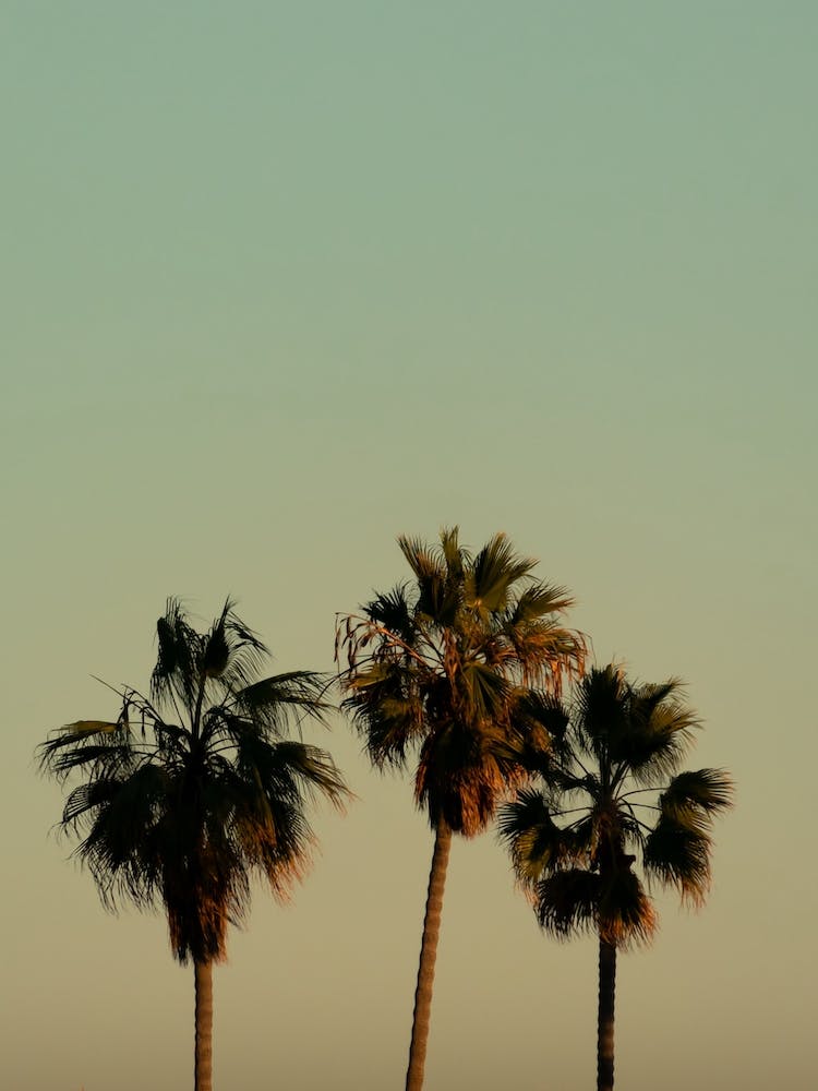 California Palm Trees Pastel Colors Pastel Turquoise and Pastel Yellow