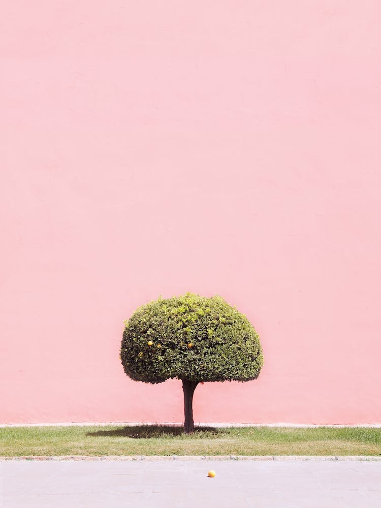 Orange Tree