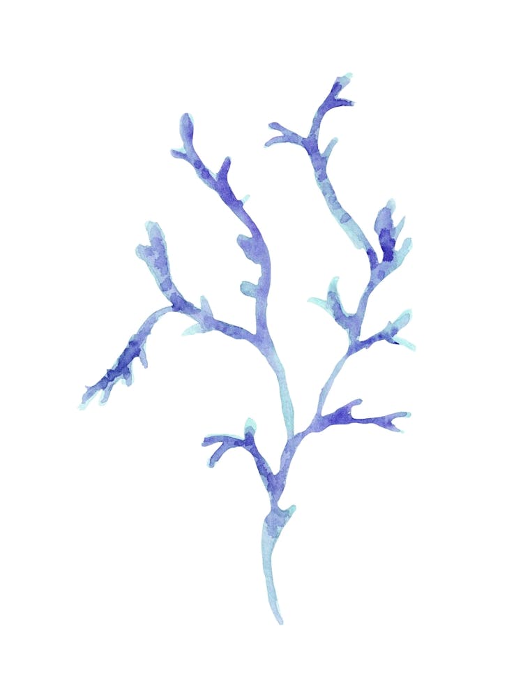 Watercolor Seaweed 2