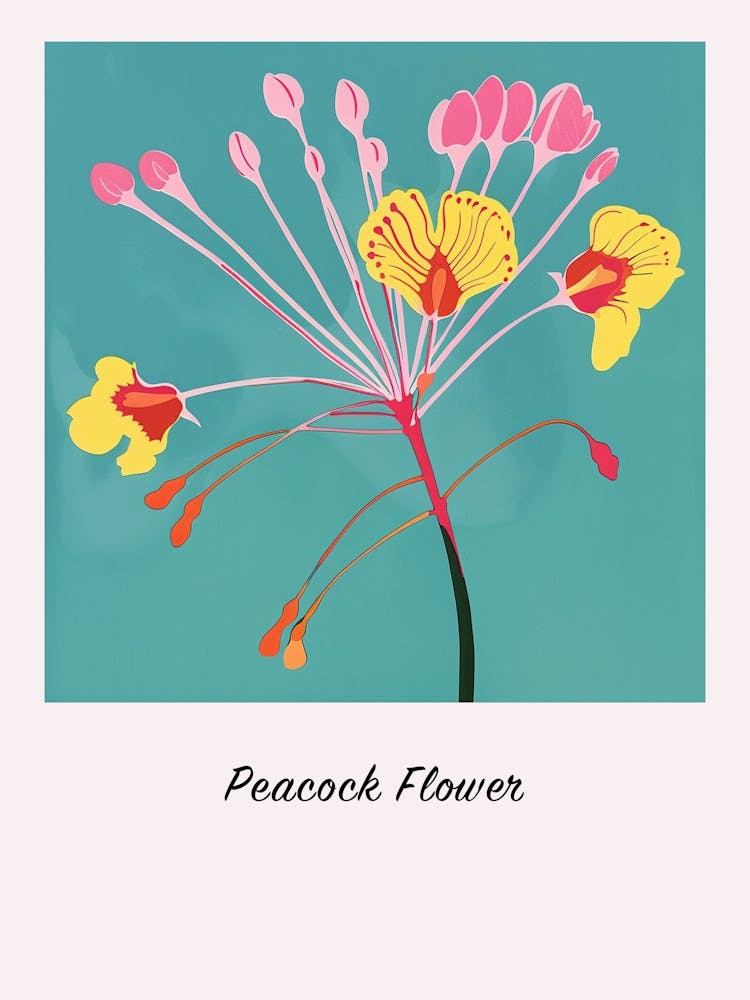 Peacock Flower 2 Square Flower Illustration Poster